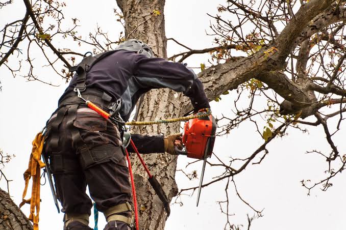 Tree Lopping Service: Crown Reduction and Size Management for Your Landscape