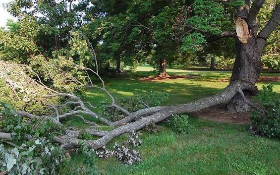 Tree Removal Company: Professional and Certified Services for Complete Solutions