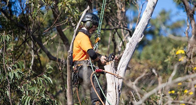 Tree Pruning Sydney: Professional Care Services and Health Benefits for Your Landscape

