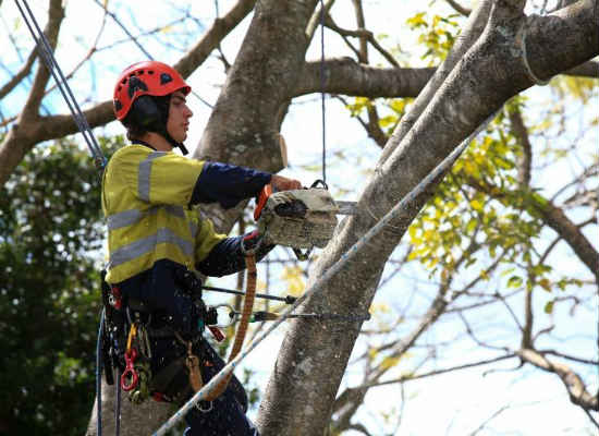 Tree Lopping